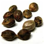 Семена марихуаны АК-47  (Seeds AK-47) в Кизилюрте